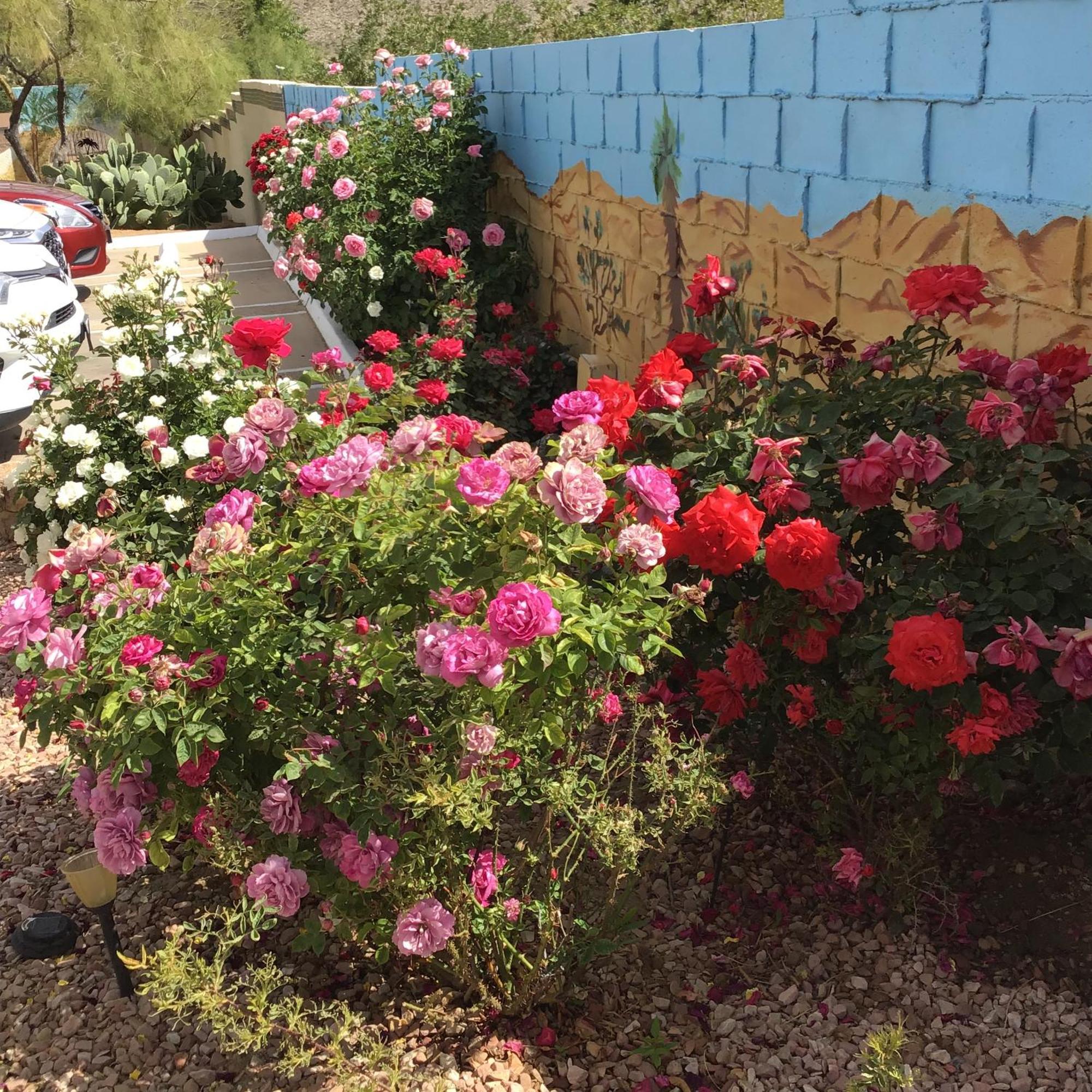 Americas Best Value Inn And Suites -Yucca Valley Eksteriør billede