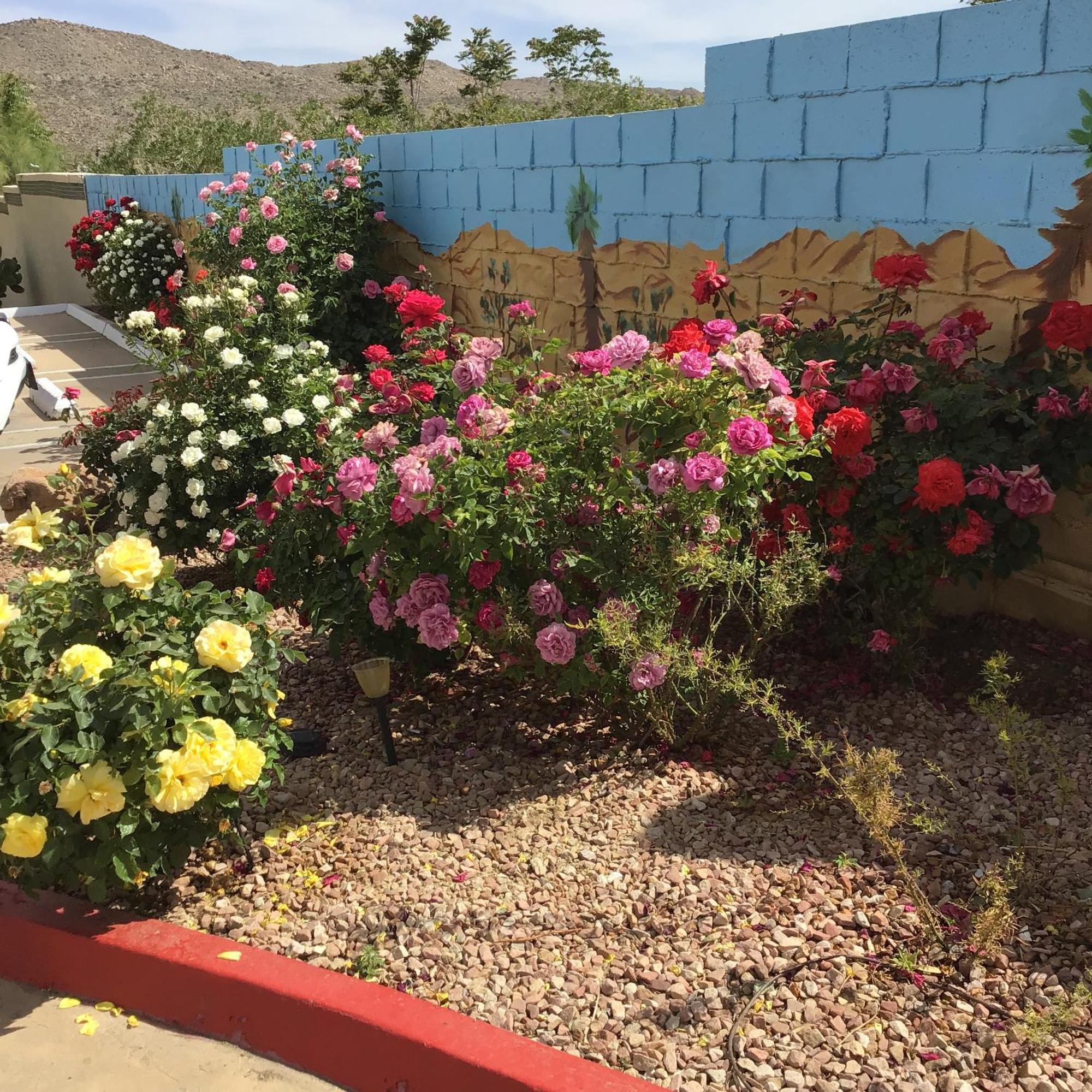 Americas Best Value Inn And Suites -Yucca Valley Eksteriør billede